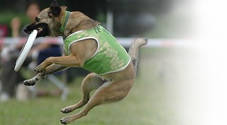 �ǂ�Ȍ��ł��A�a���~�b�N�X�ł��f�B�X�N�h�b�O�ɂȂ���@