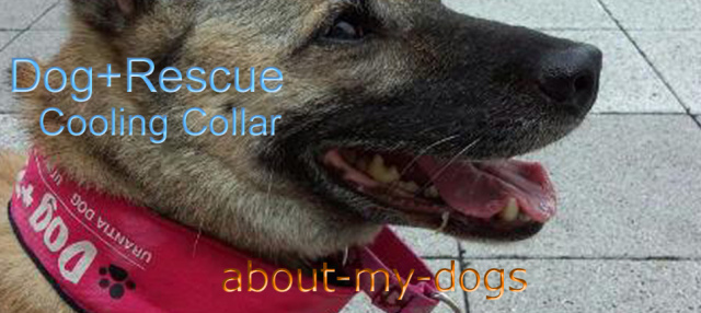 真夏の暑さから愛犬を守る、DOG+RESCUEのクーリングカラー