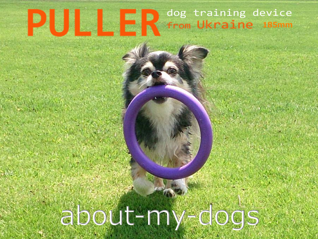 JJ whith PULLER　ちいさな犬種も楽しめます！